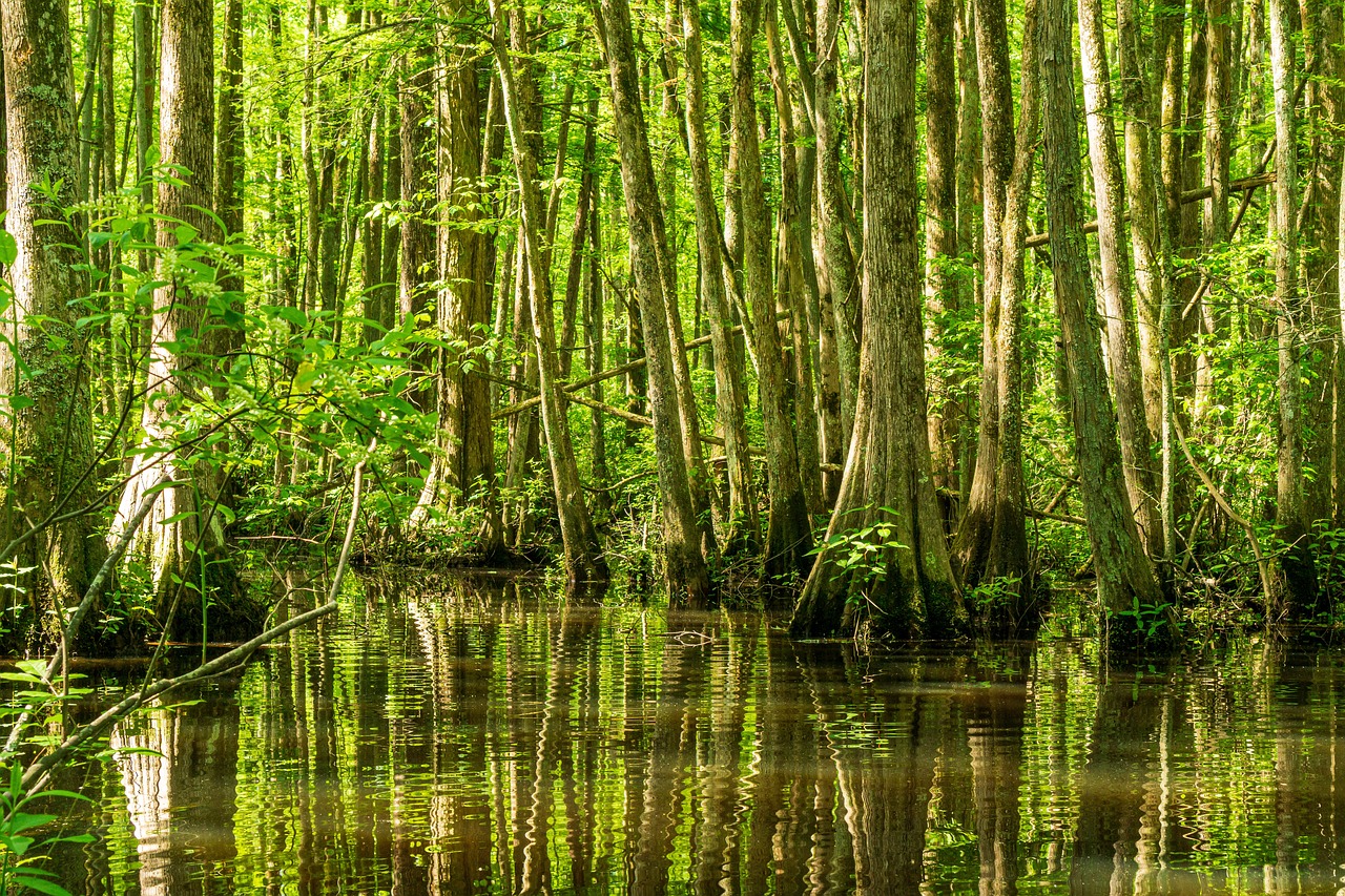 Why Conserving Wetlands is Crucial for a Healthy Planet